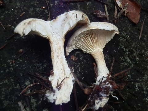 Image of Clitocybe phyllophila (Pers.) P. Kumm.