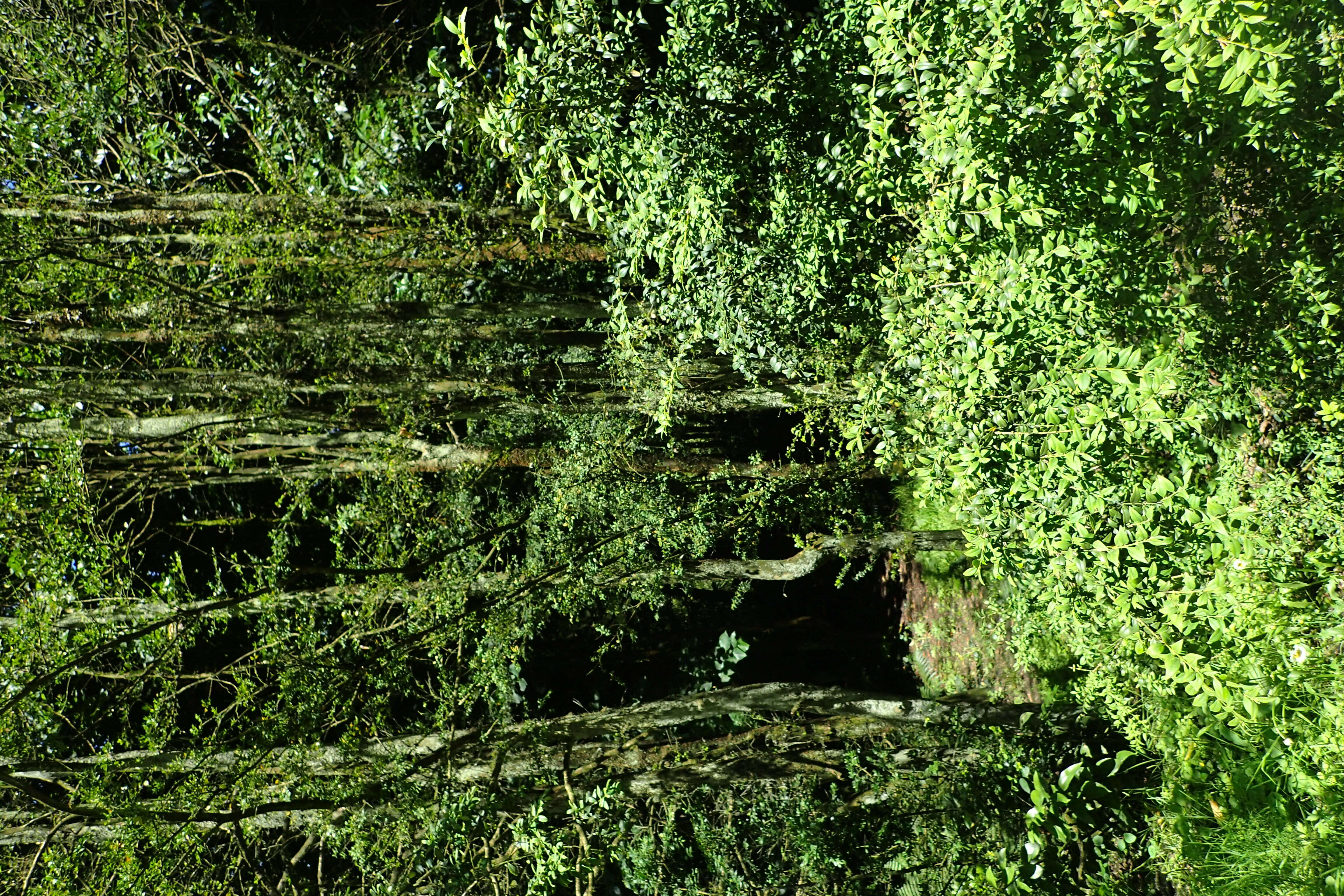 Image of Buxus sempervirens