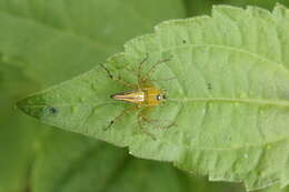 Image of lynx spider