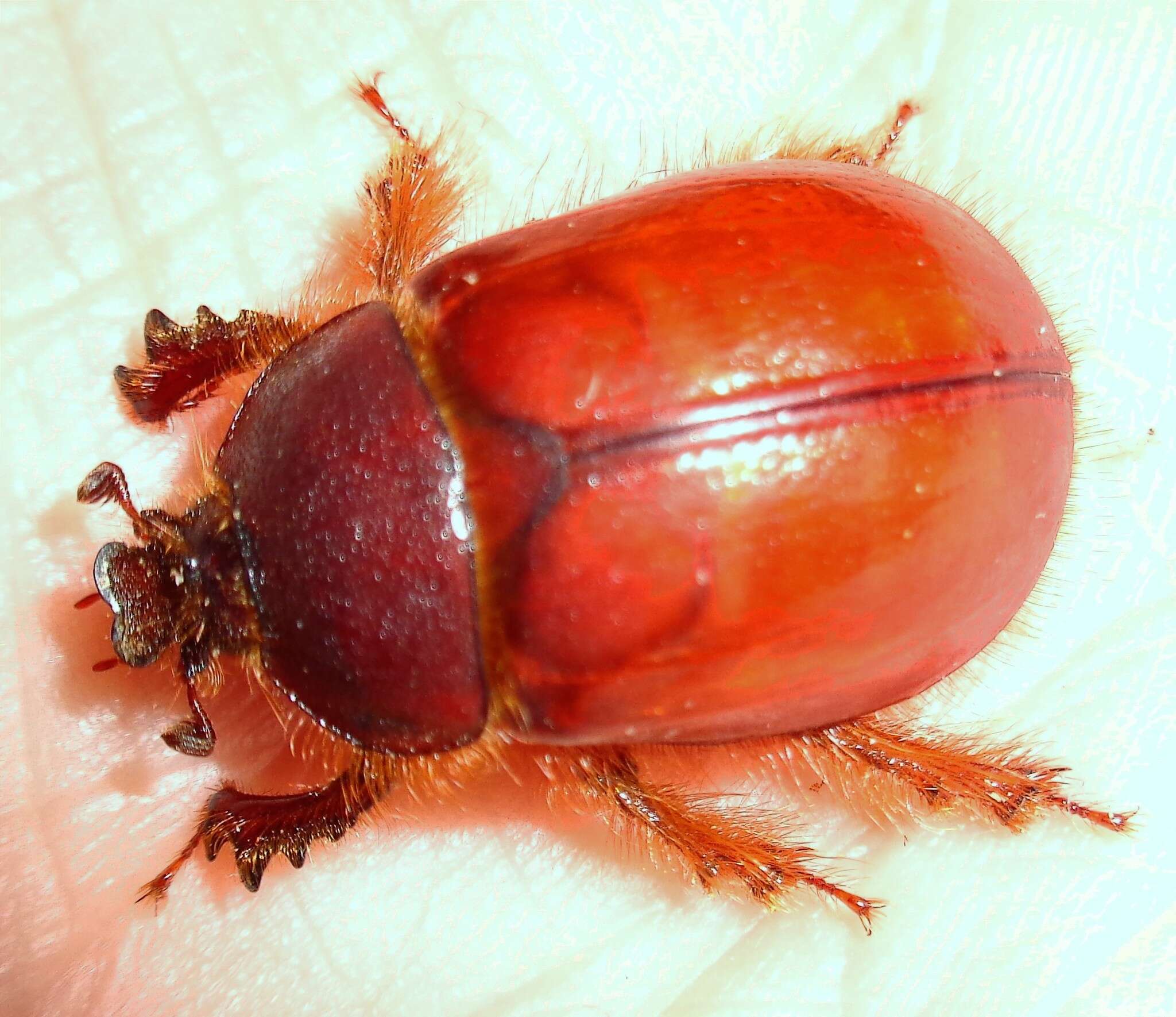 Image of <i>Pleocoma <i>rubiginosa</i></i> rubiginosa