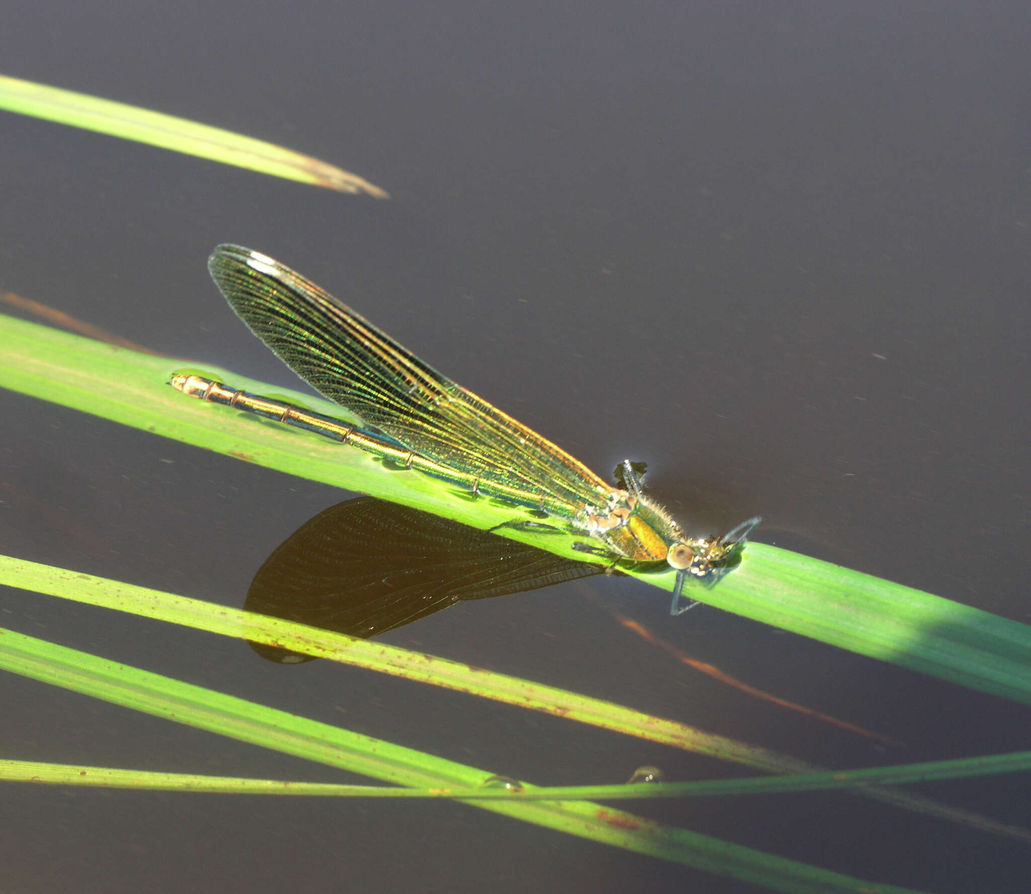 Image of Calopteryx splendens ancilla Sélys 1887