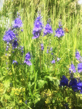 Image of broadleaf speedwell