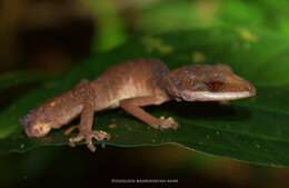 Image of Cat geckos