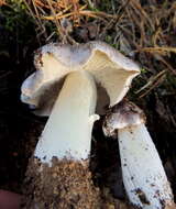 Imagem de Tricholoma portentosum (Fr.) Quél. 1873