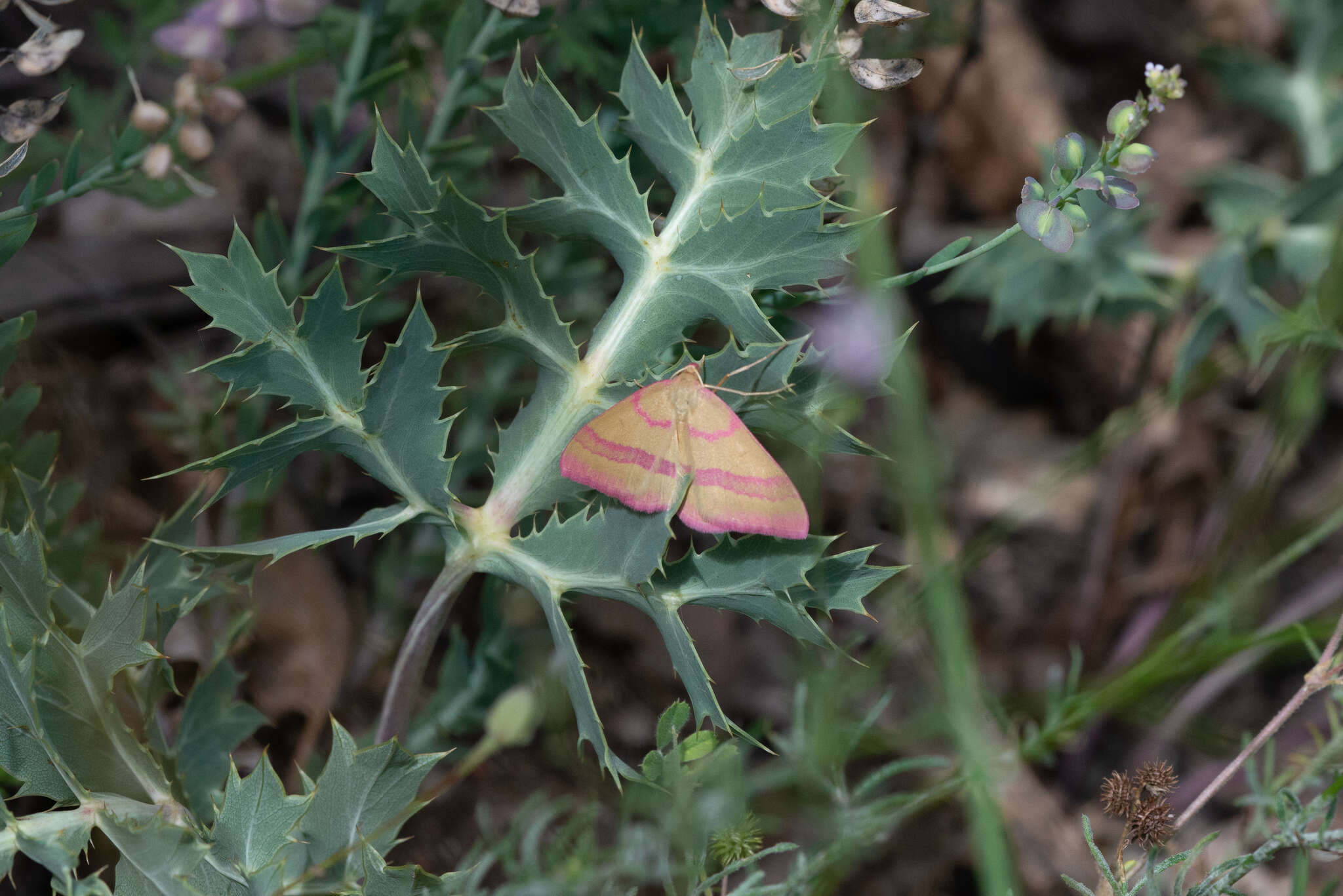 Rhodostrophia calabra Petagna 1787 resmi