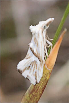 Image of Heliocosma argyroleuca Lower 1916