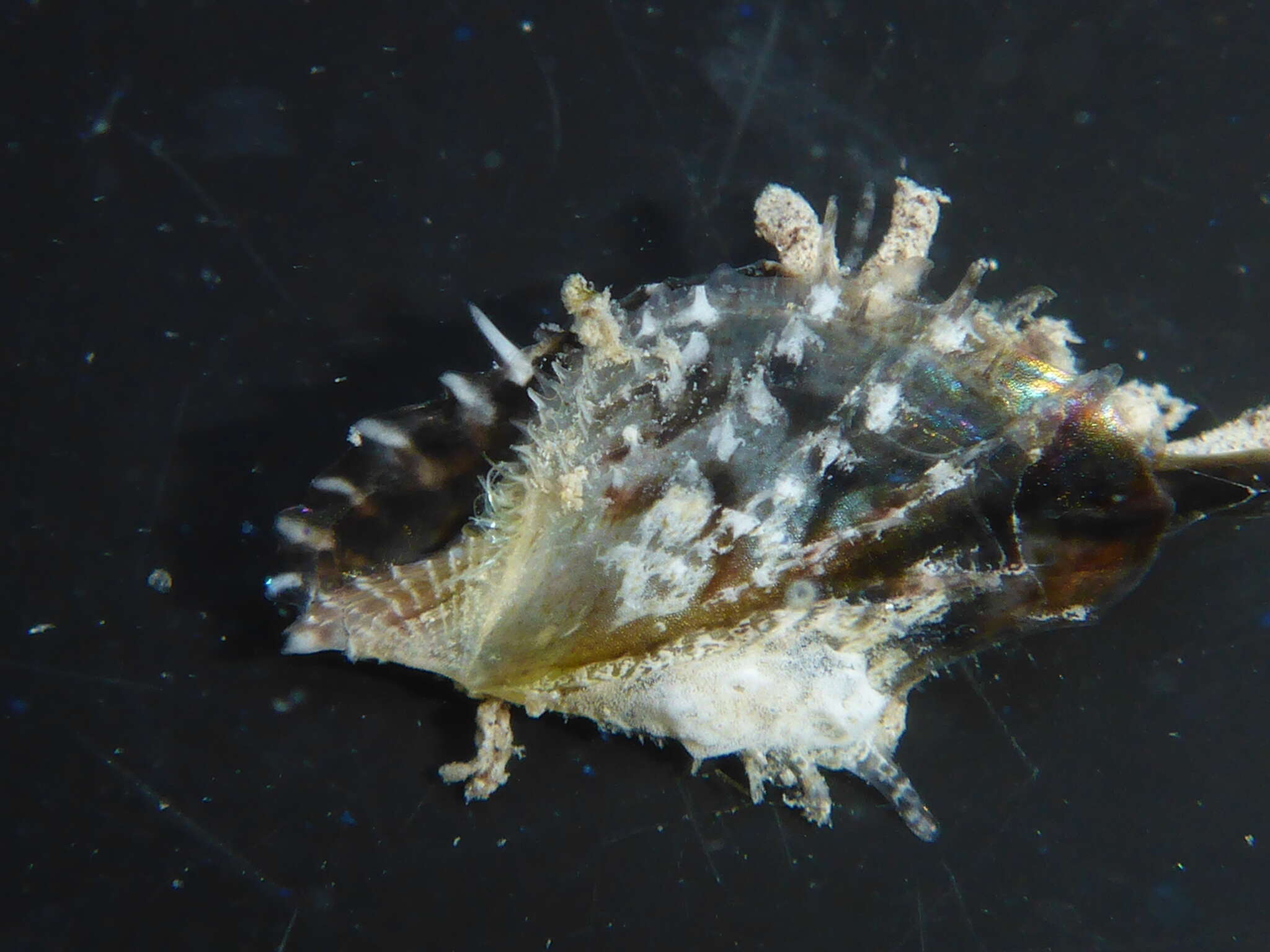 Image of scaly wing oyster