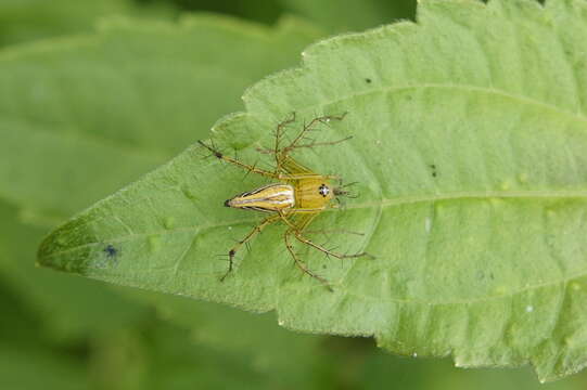 Image of lynx spider