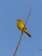 Image of Brimstone Canary