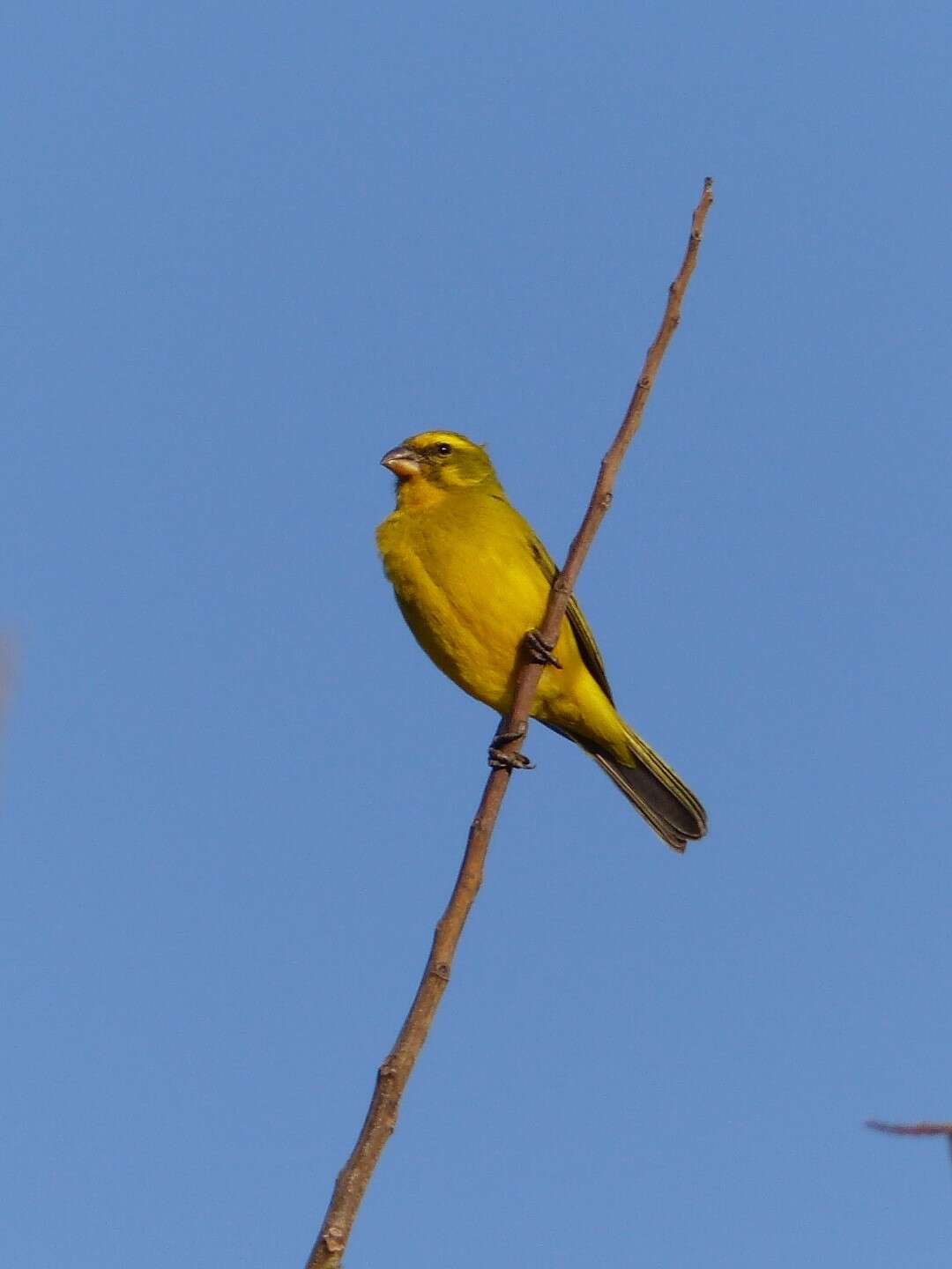Image of Brimstone Canary