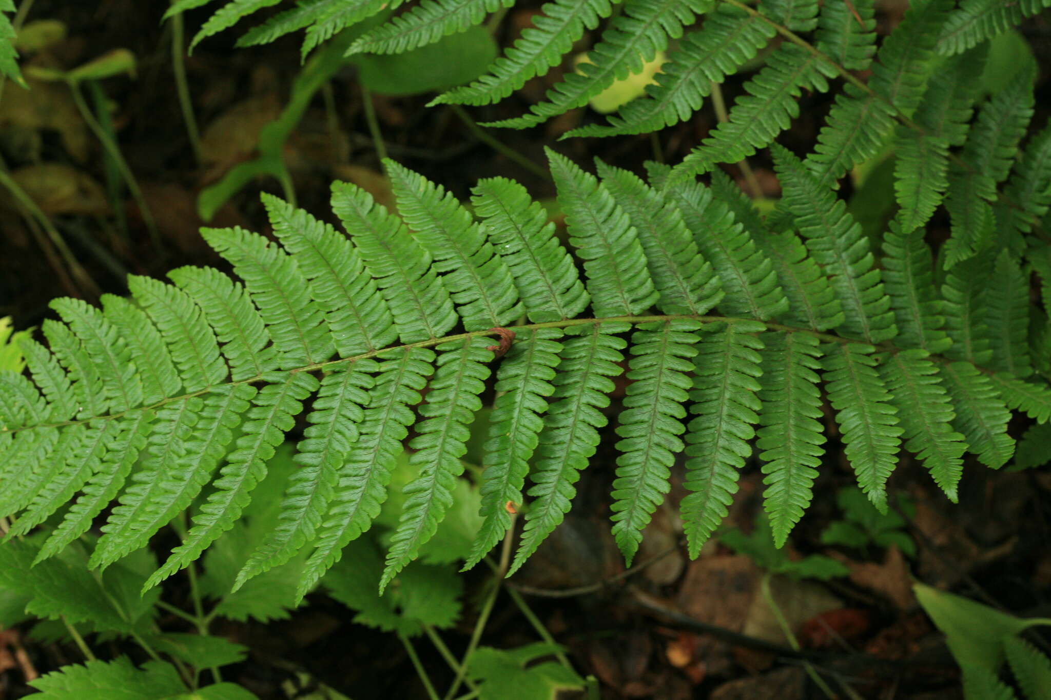 Image of Dryopteris crassirhizoma Nakai