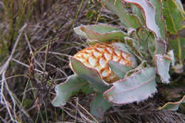 Plancia ëd Protea holosericea (Salisb. ex Knight) Rourke