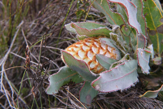 Image of Protea holosericea (Salisb. ex Knight) Rourke