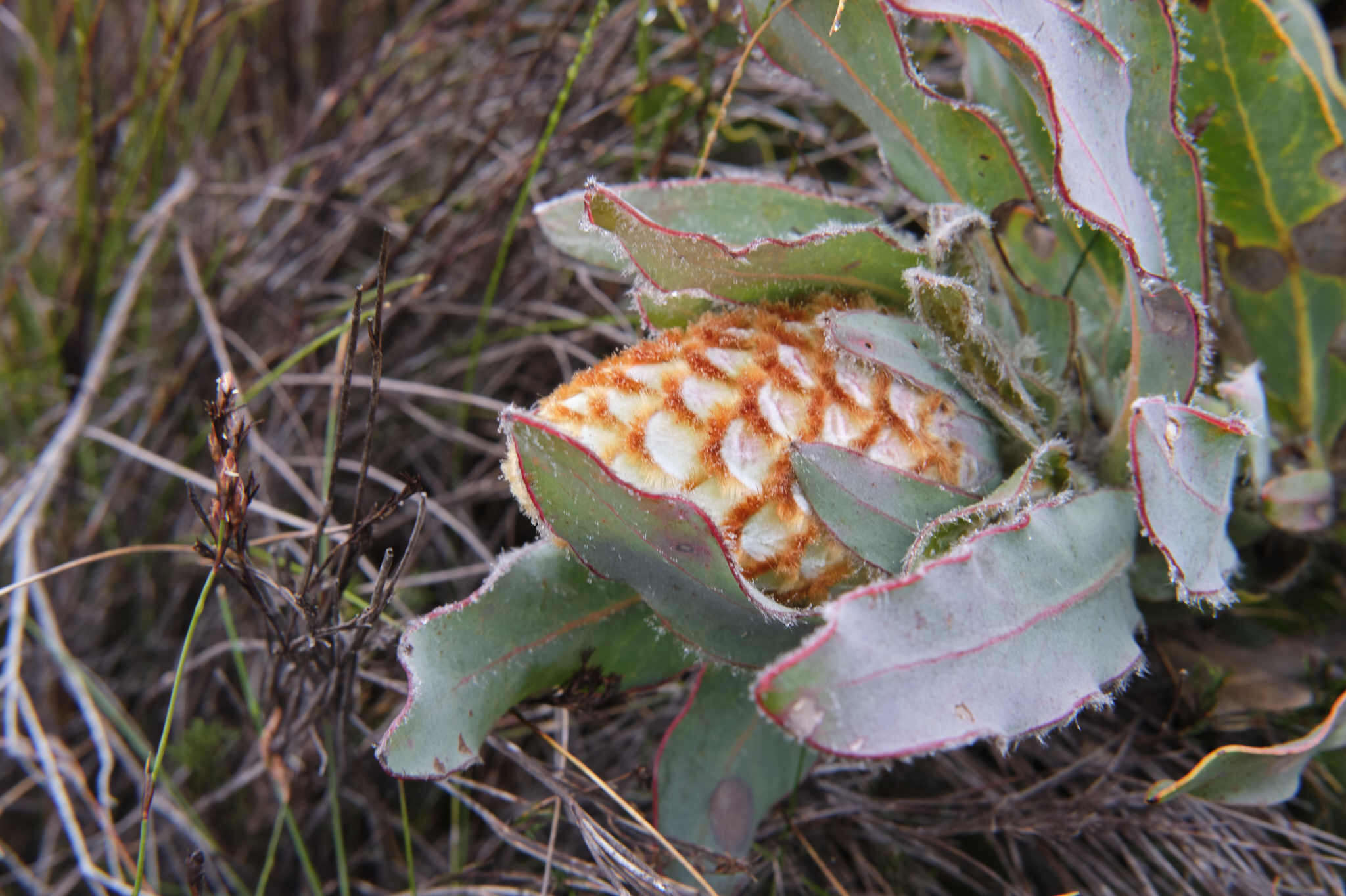 Plancia ëd Protea holosericea (Salisb. ex Knight) Rourke