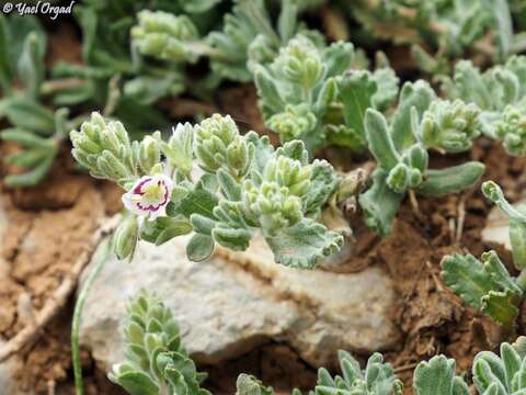 Image of Veronica polifolia Benth.