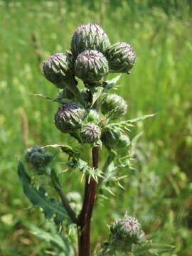 Image of Creeping Thistle