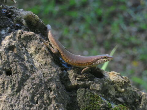 Image of Trachylepis maculilabris (Gray 1845)