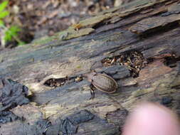 Image of immigrant sausage ground beetle