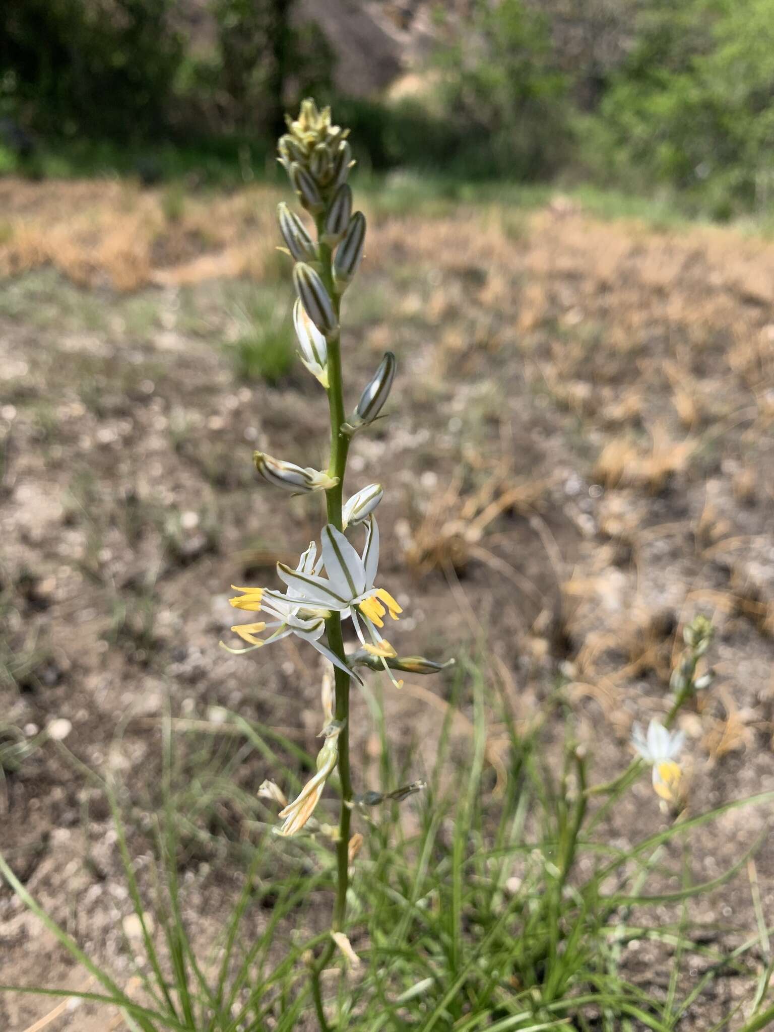 Слика од Chlorophytum recurvifolium (Baker) C. Archer & Kativu