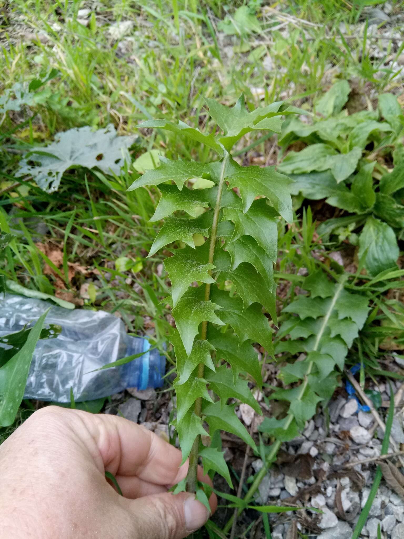 Image of Hyoseris radiata subsp. radiata