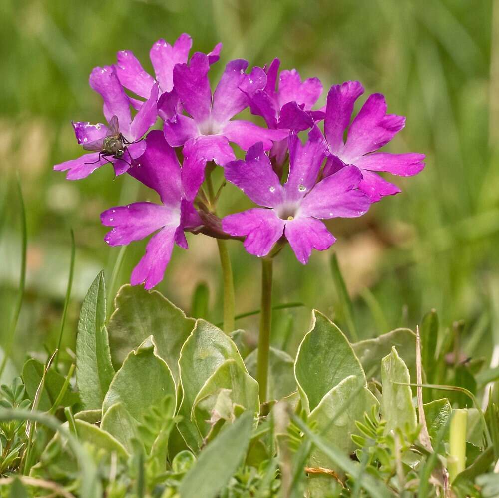 Sivun Primula spectabilis Tratt. kuva