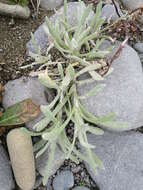 Image of Jersey cudweed