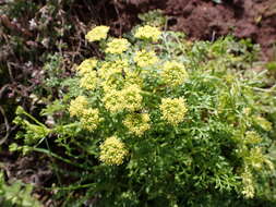 Image of Canaria tortuosa (Webb & Berthel.) Jim. Mejías & P. Vargas