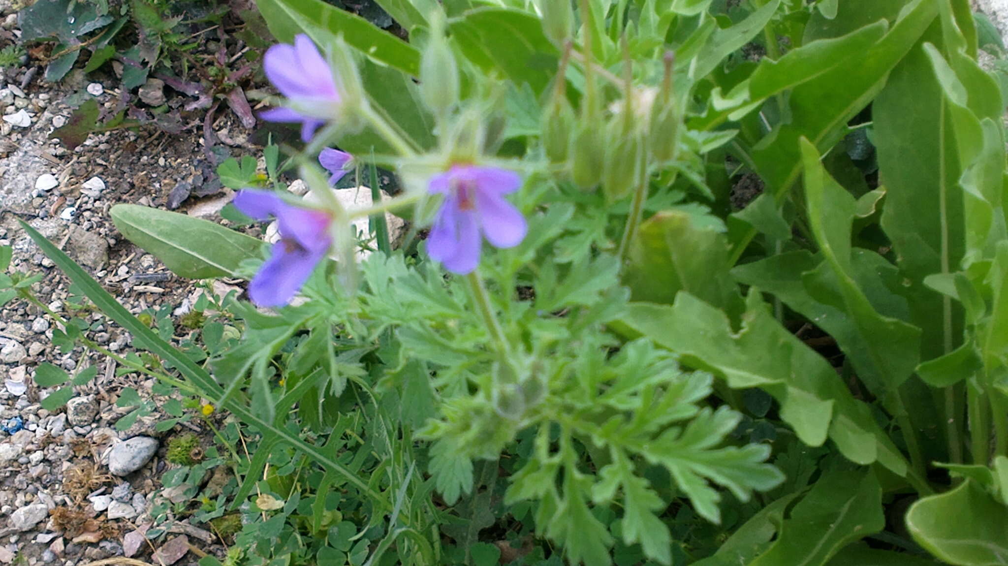 Erodium ciconium (L.) L'Her. resmi