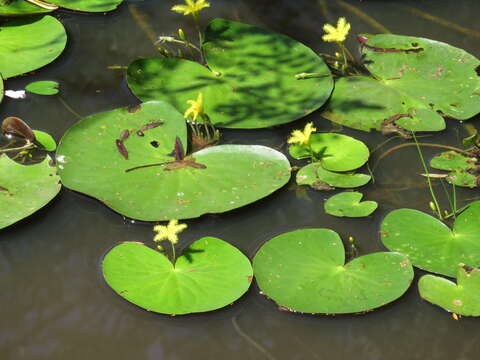 Image of Nymphoides thunbergiana (Griseb.) Kuntze