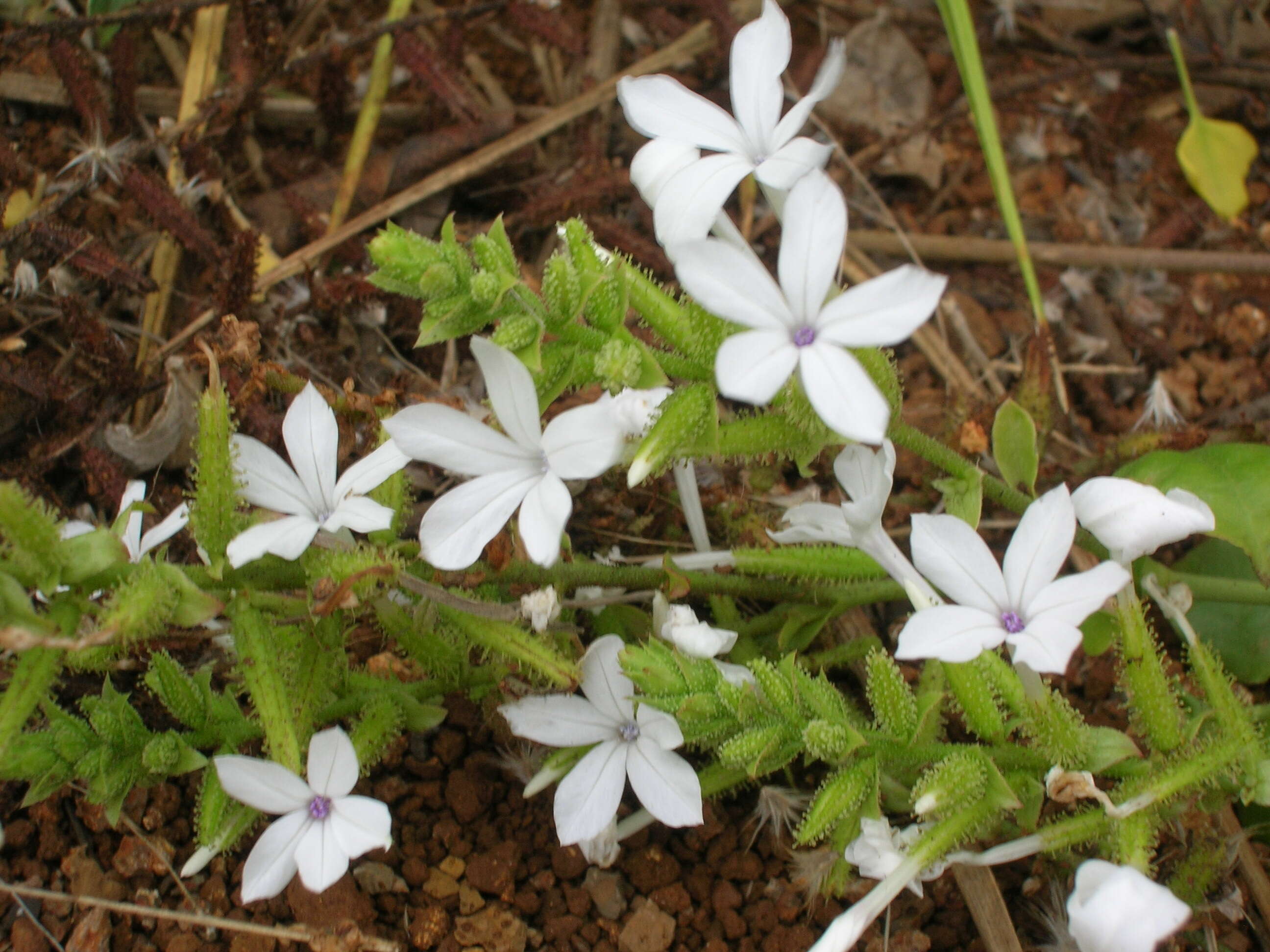 Image of wild leadwort