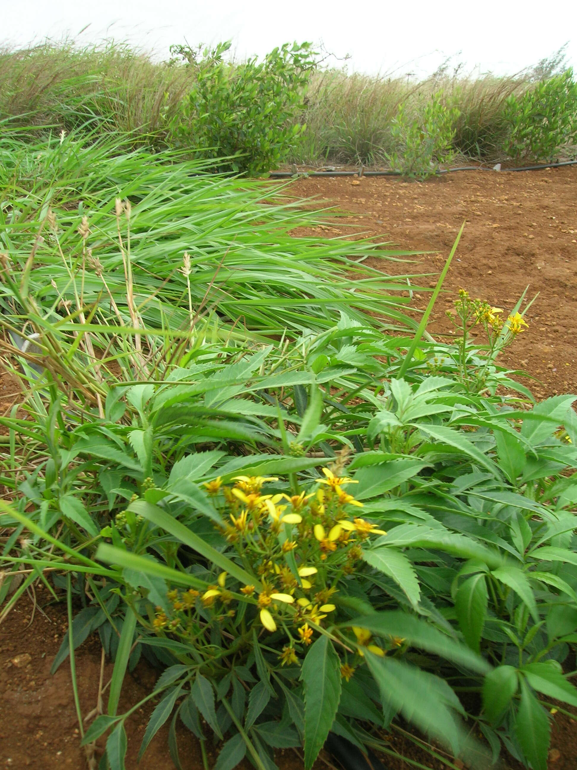 صورة Bidens micrantha Gaud.