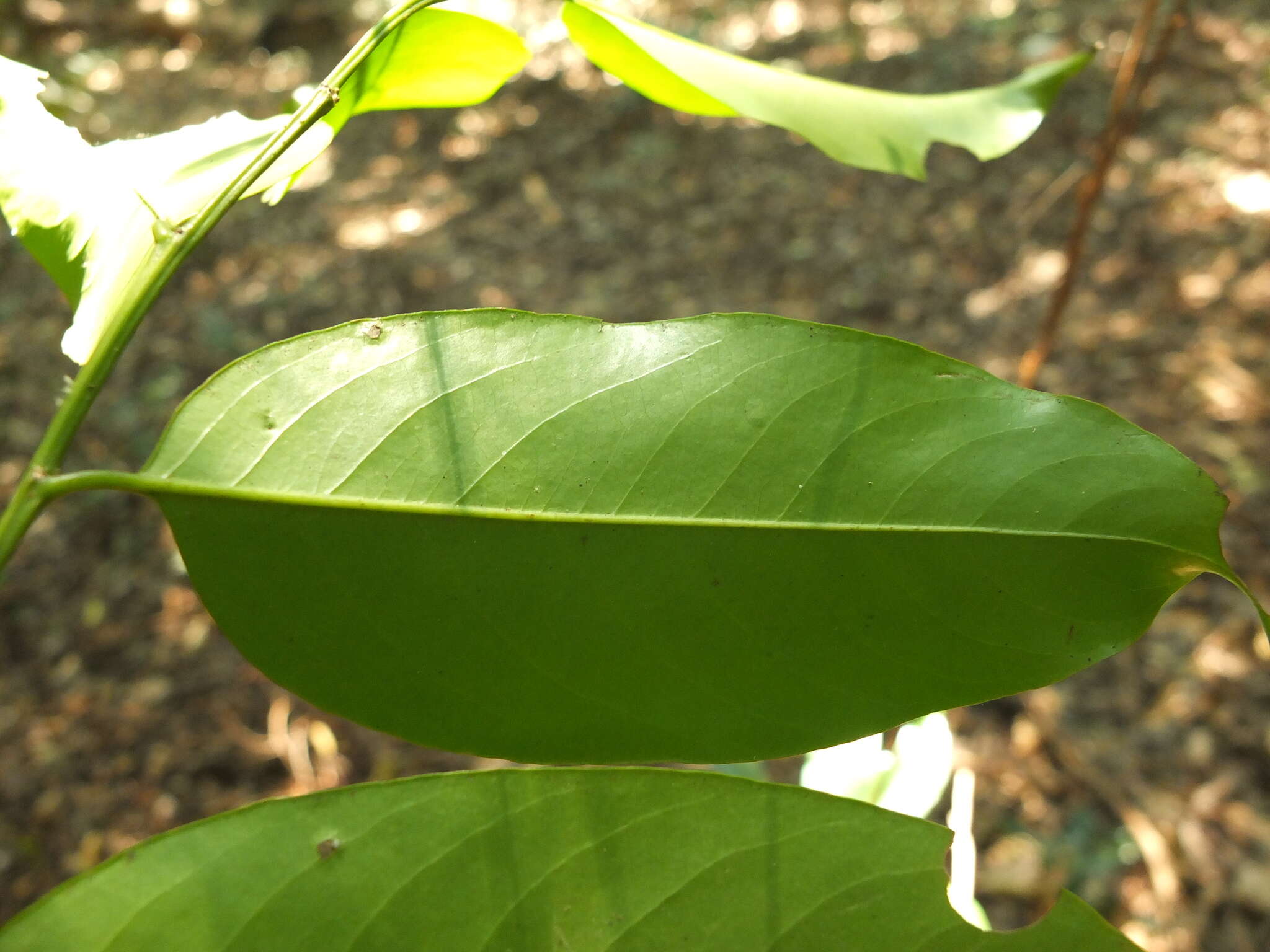 Image of Casearia ovata (Lam.) Willd.