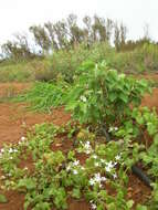 Image of wild leadwort