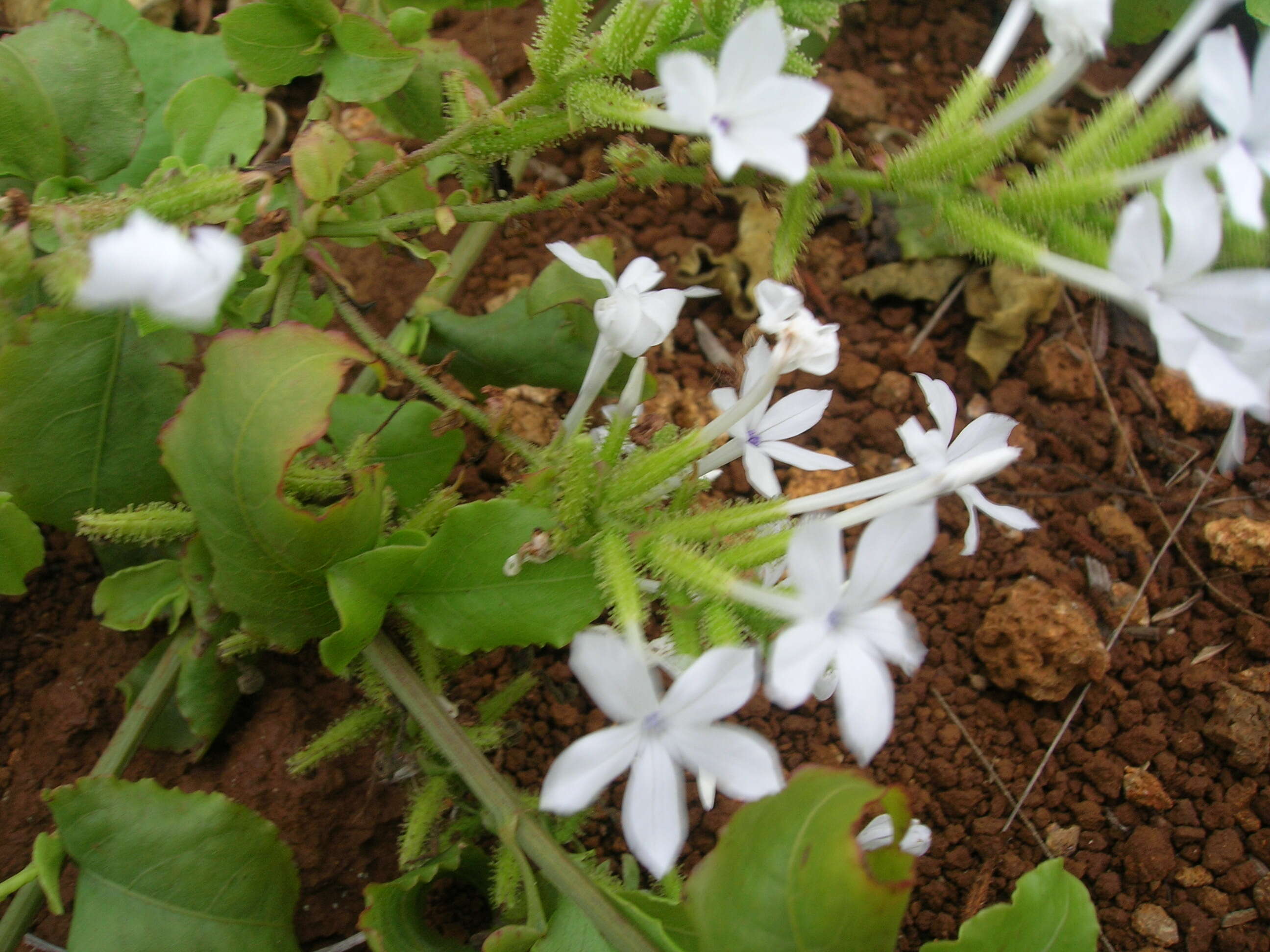 Image of wild leadwort