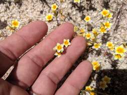 Image of Lemmon's linanthus