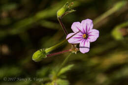 Image of longbeak stork's bill