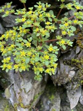 Image of Sedum actinocarpum Yamam.