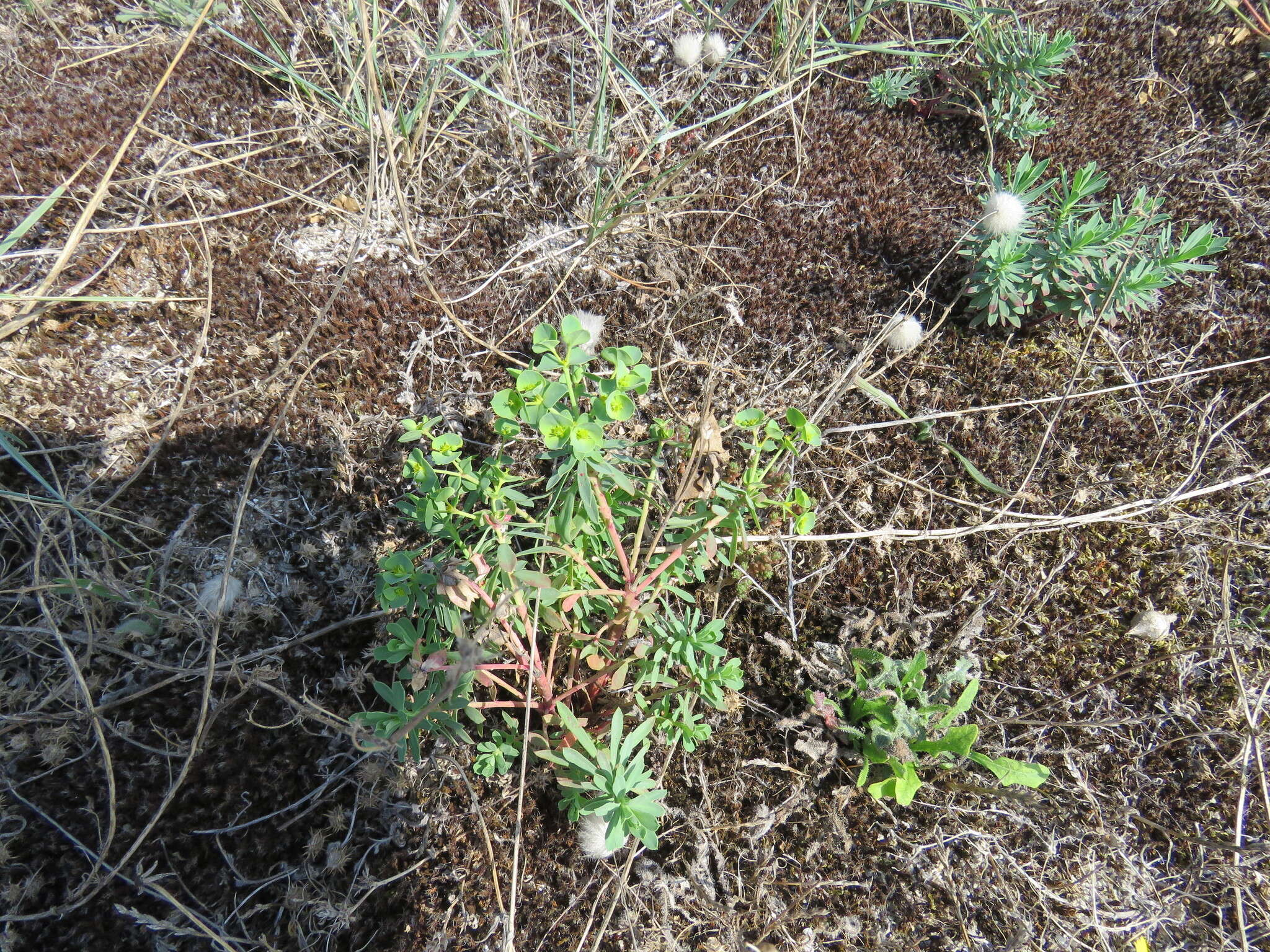 Euphorbia portlandica L. resmi