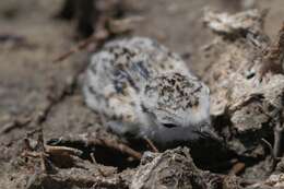 Image of Western snowy plover