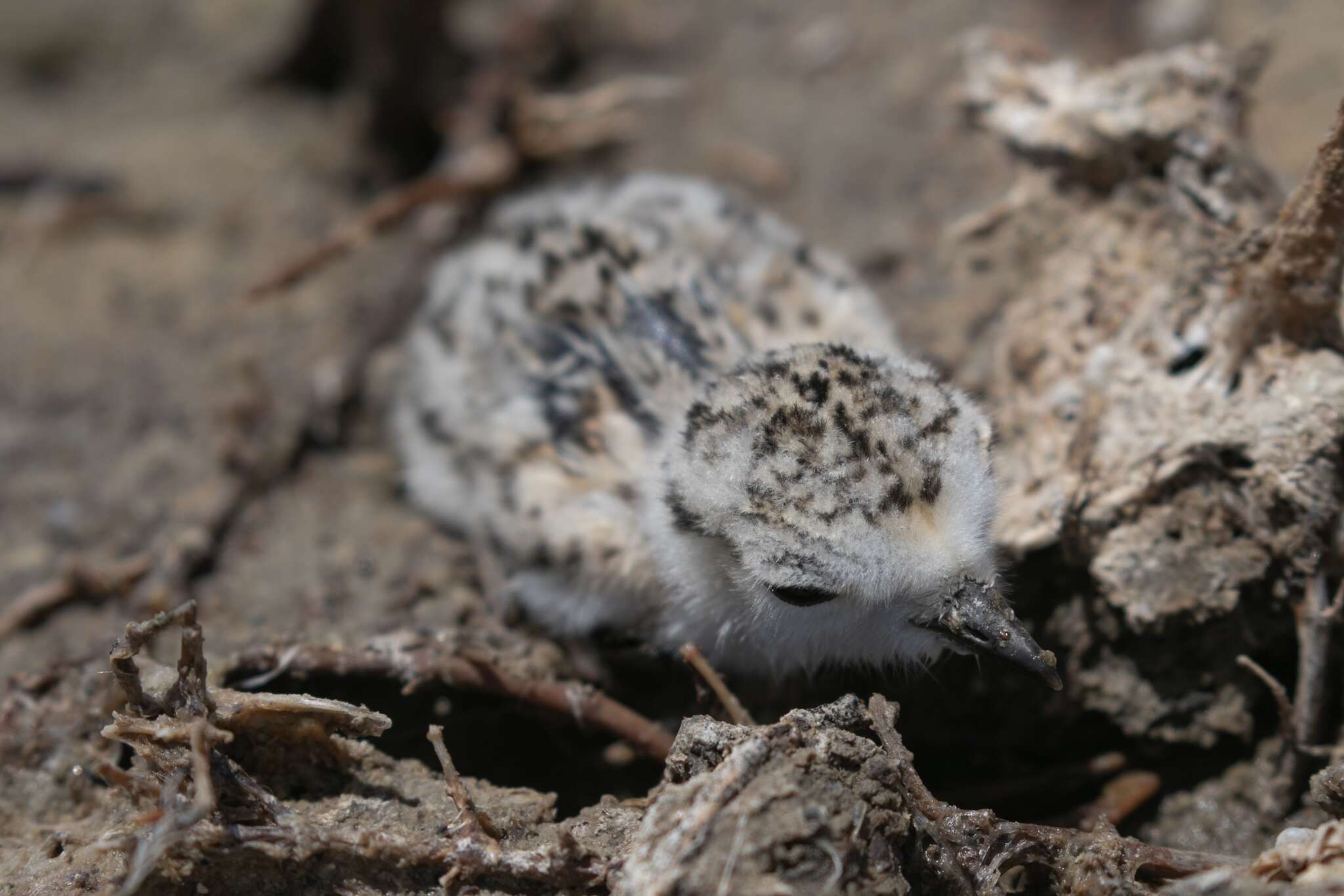 Image of Western snowy plover