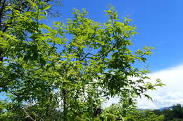 Image of Chinese Chaste-tree