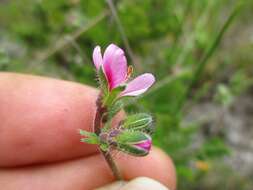 Image of Pelargonium hirtum (Burm. fil.) Jacq.