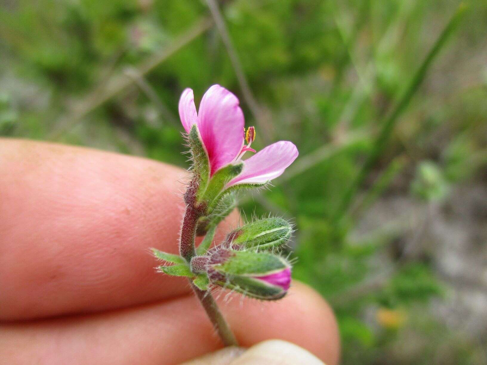 Image of Pelargonium hirtum (Burm. fil.) Jacq.