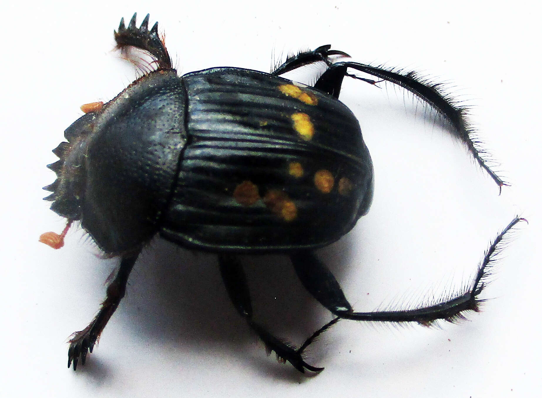 Image of Escarabaeus remii Davis & Deschodt 2016