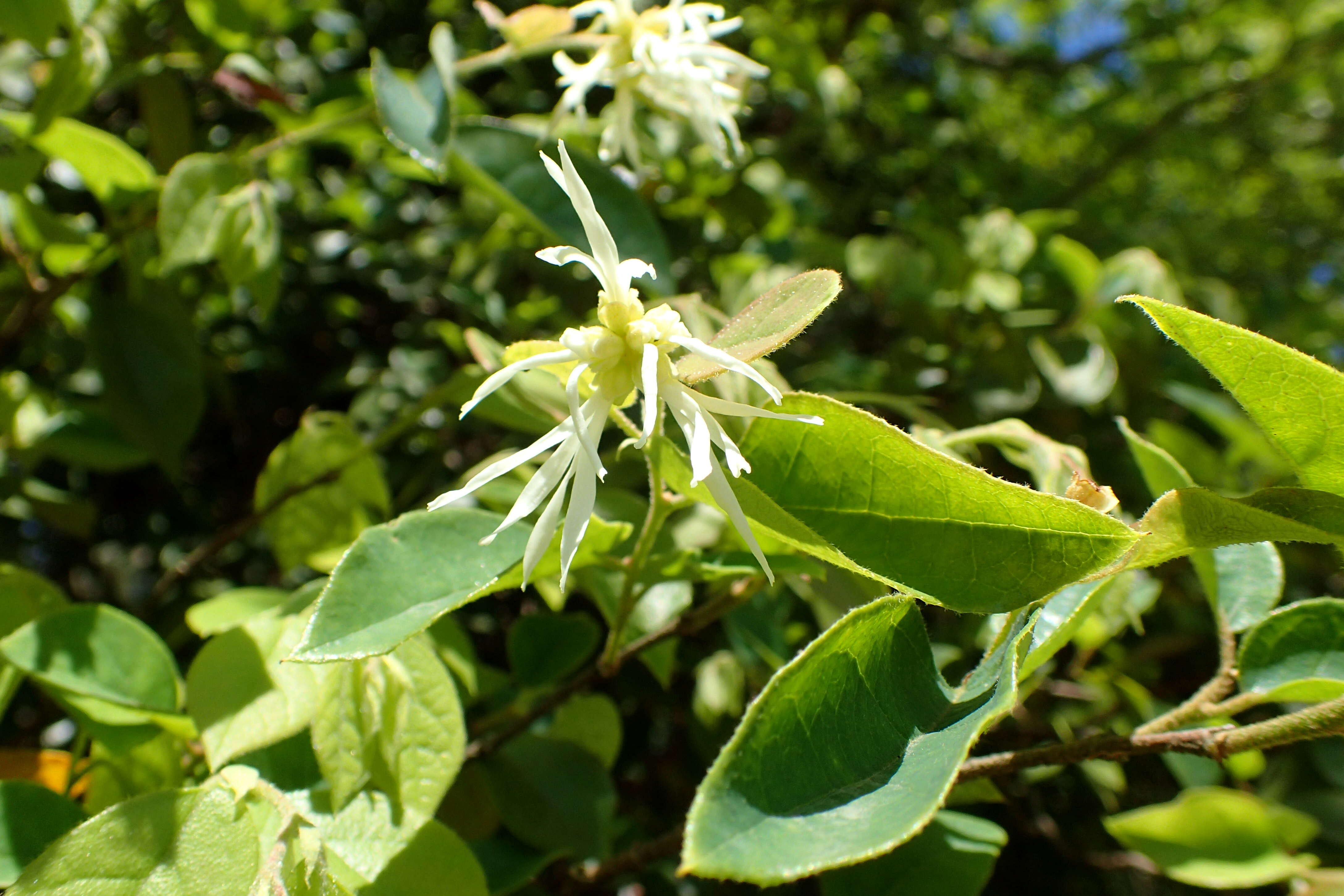 صورة Loropetalum chinense (R. Br.) Oliv.