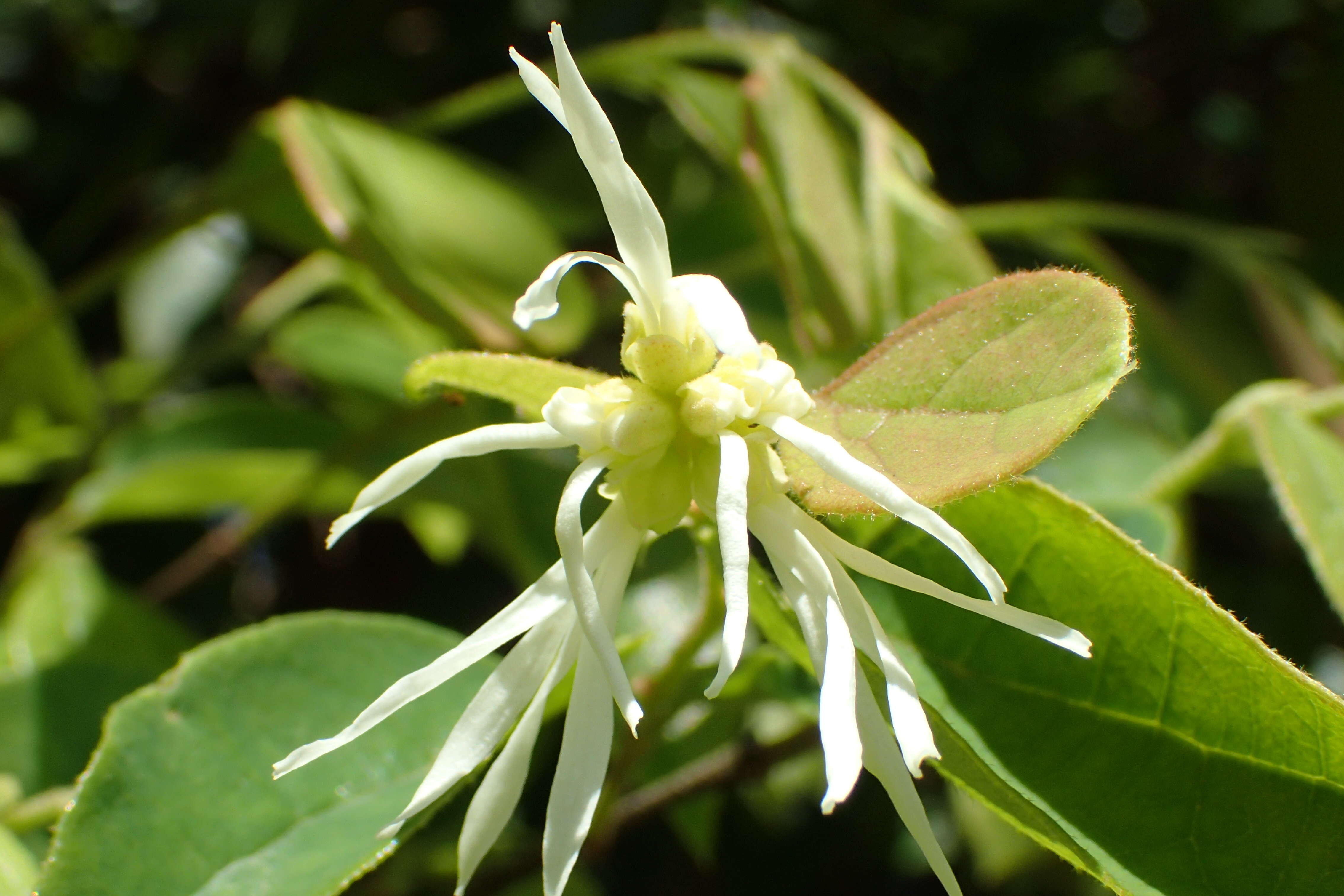 صورة Loropetalum chinense (R. Br.) Oliv.