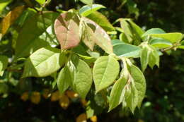 صورة Loropetalum chinense (R. Br.) Oliv.