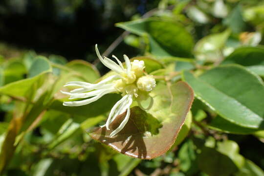 صورة Loropetalum chinense (R. Br.) Oliv.