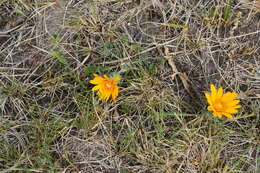 Image of Trichocline reptans (Wedd.) B. L. Rob.