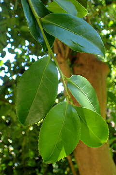 Image of Sasanqua camellia